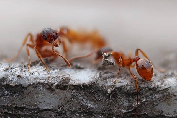 ant control - red ant