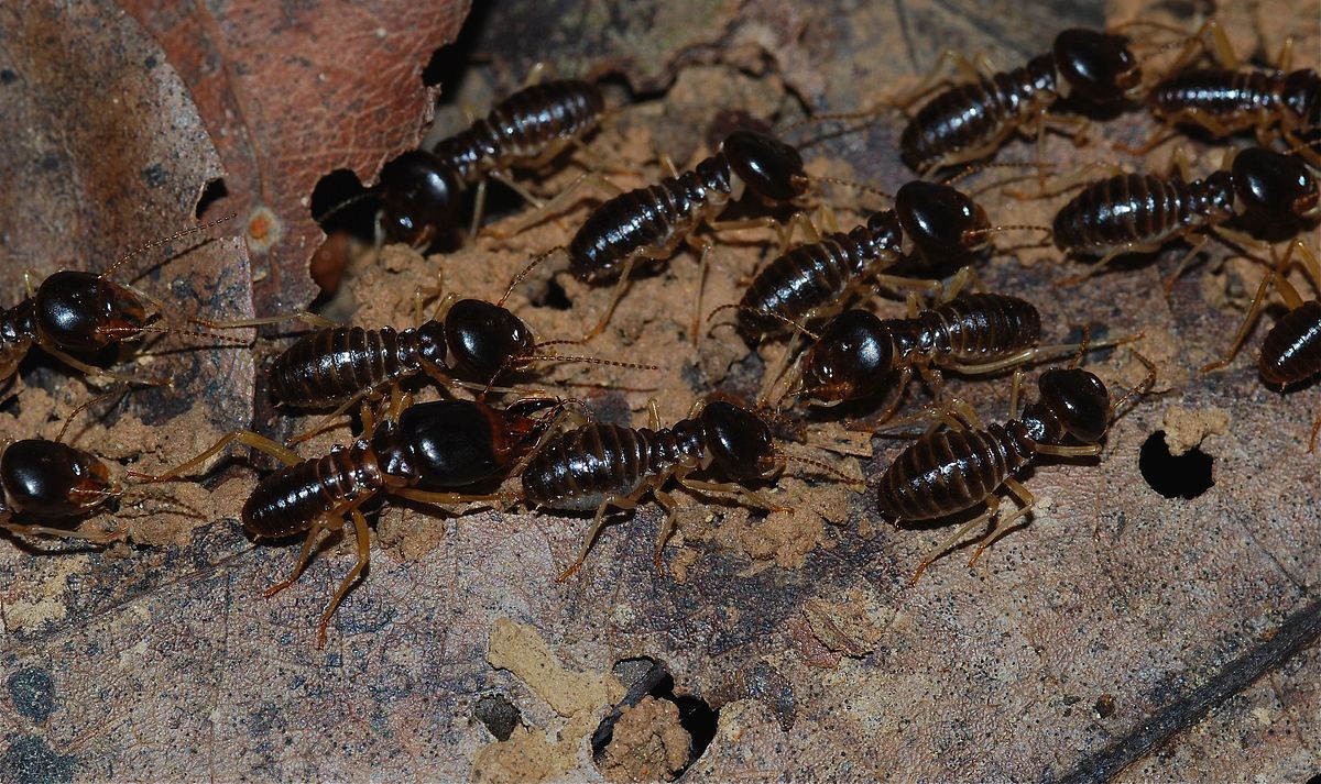 Termite Control Modesto CA Termite Pest Control Treatment Service