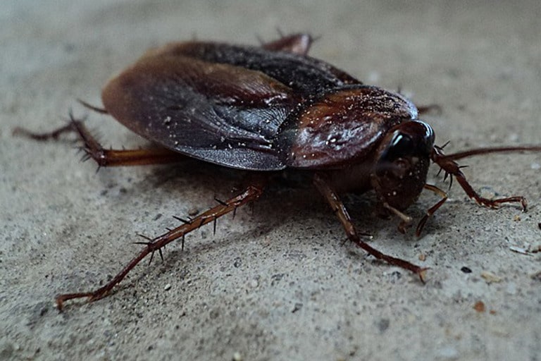 cockroach exterminator modesto ca